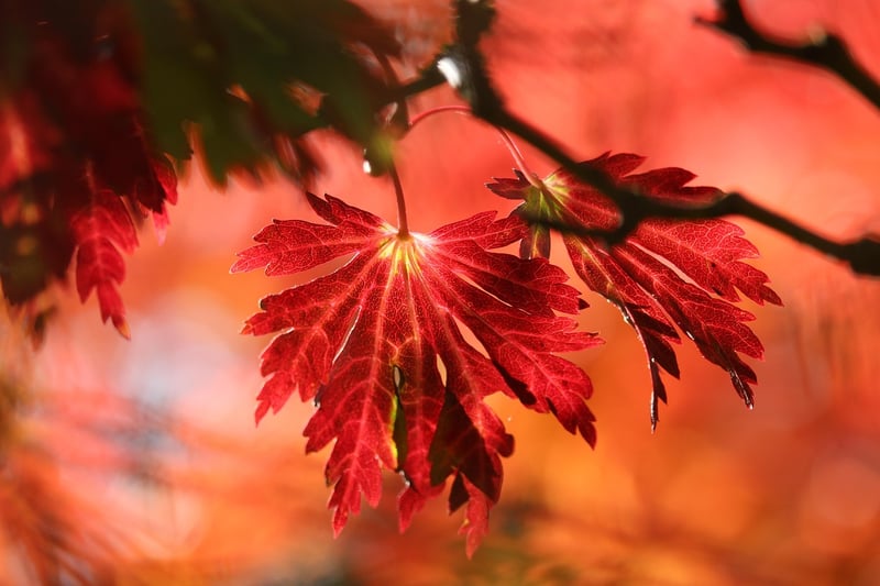 Fall Garden