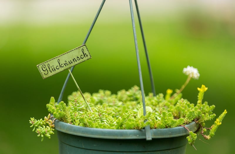 Suspended Planters