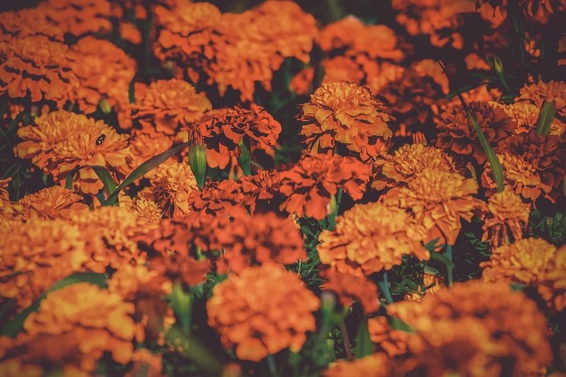 Garden Image