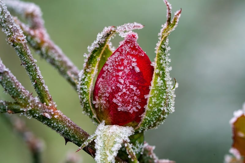 Winter Garden
